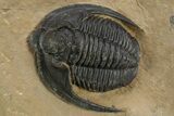 Diademaproetus Trilobite - Foum Zguid, Morocco #312717-2